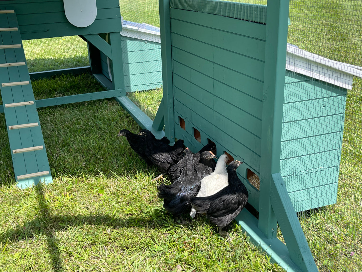 The Deep Litter Coop