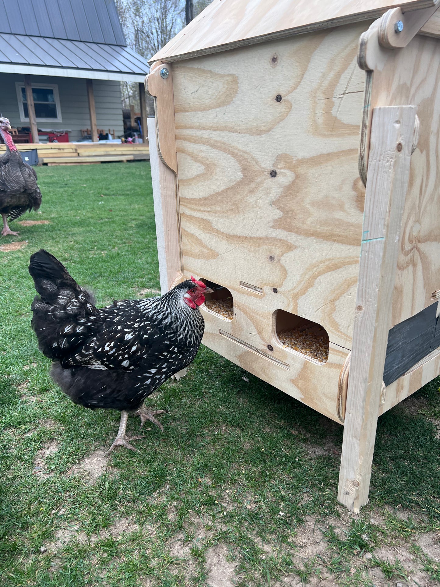 Bens Big Chicken Feeder