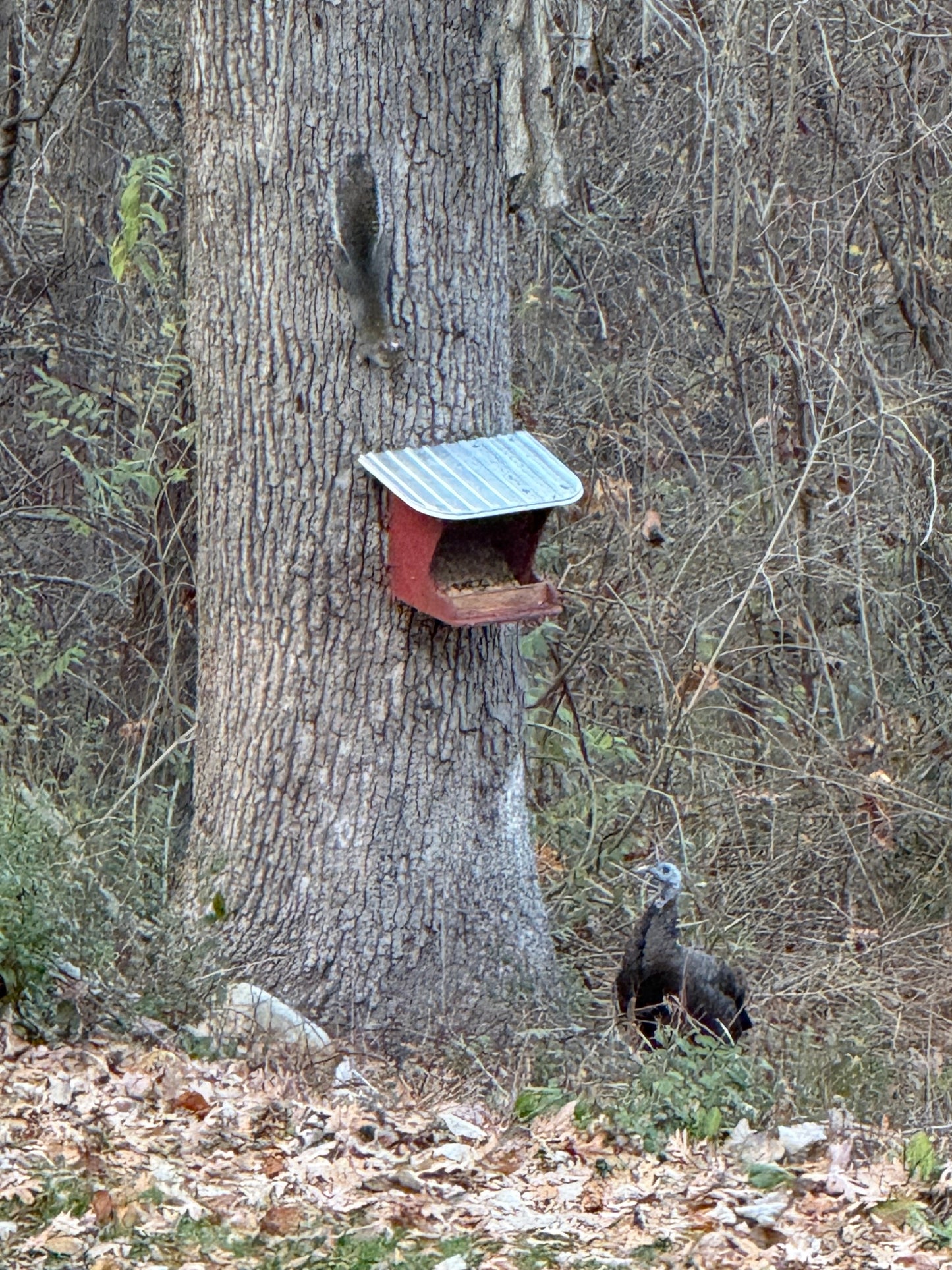 squirrel and wildlife feeder ￼