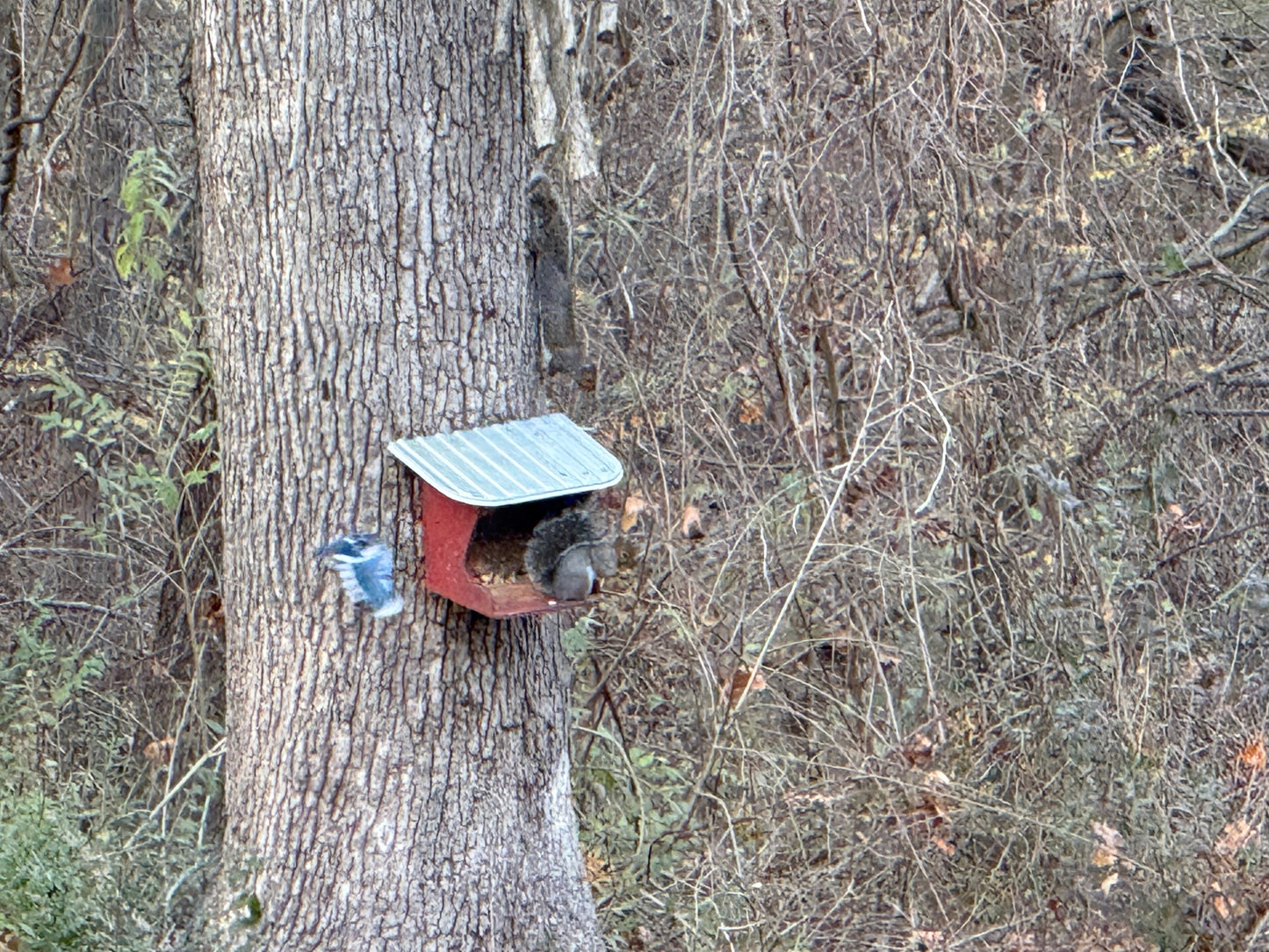 squirrel and wildlife feeder ￼